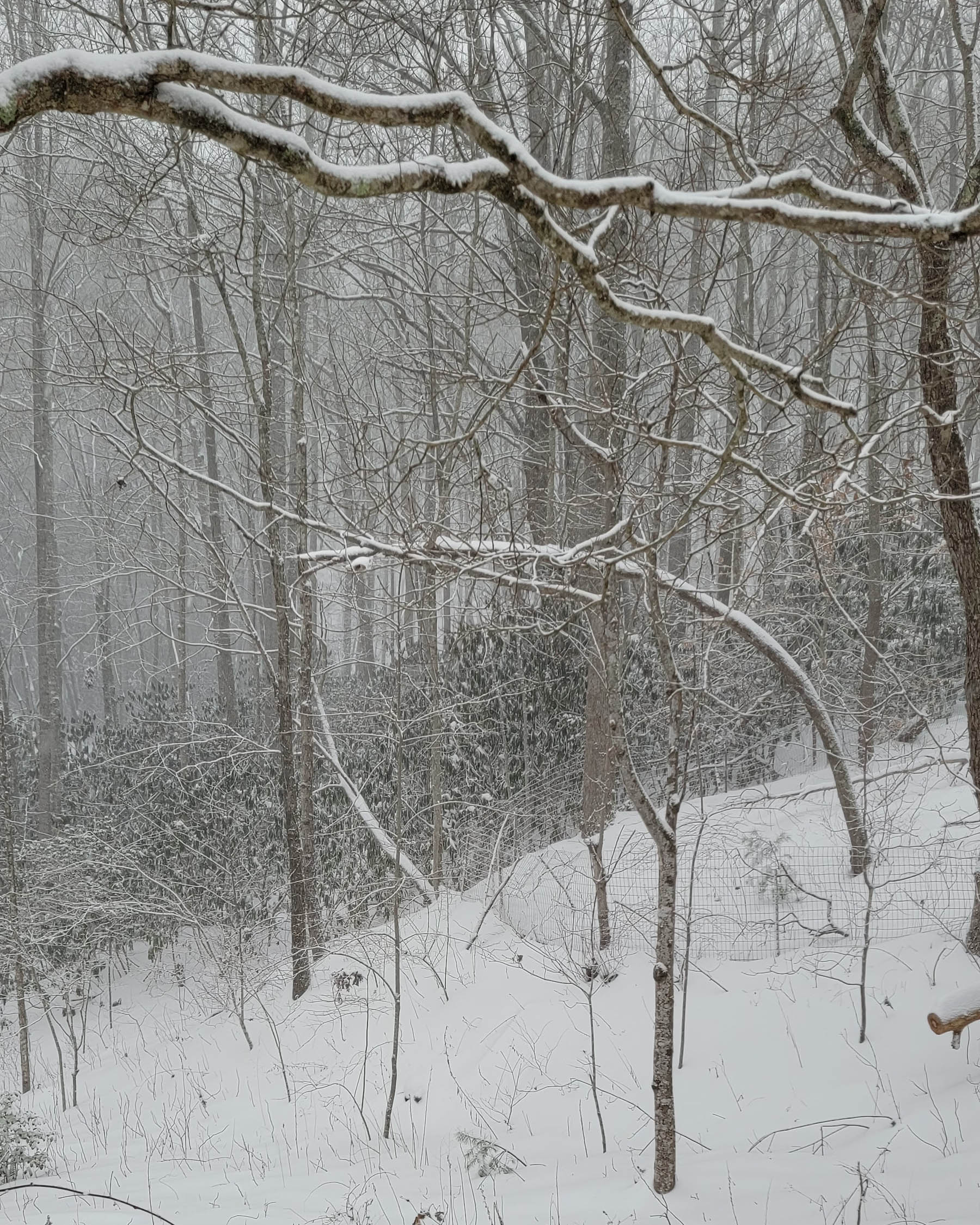 Woods covered in snow