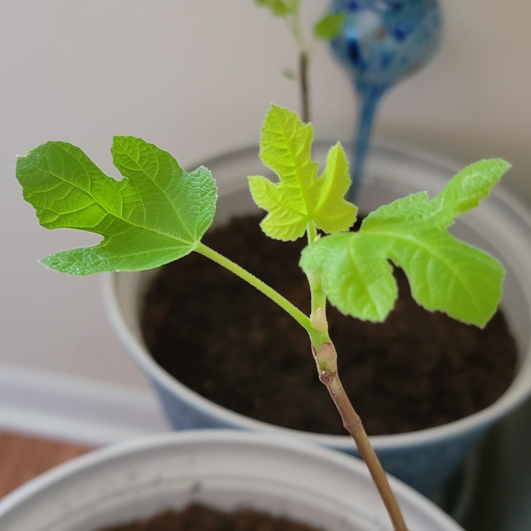 Fig Leaves
