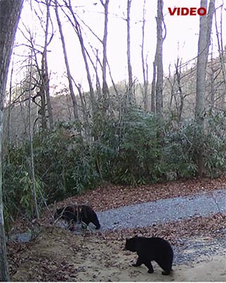 Screenshot from trail cam