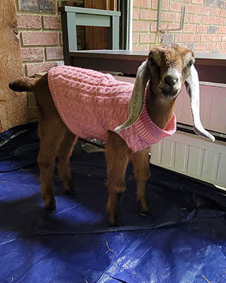 Baby goat in pink sweater