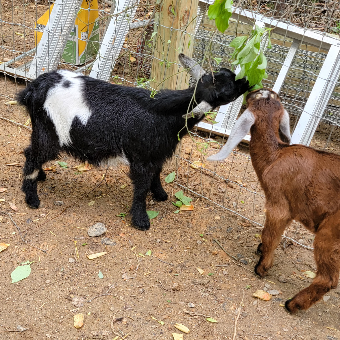 After moving to the goat barn