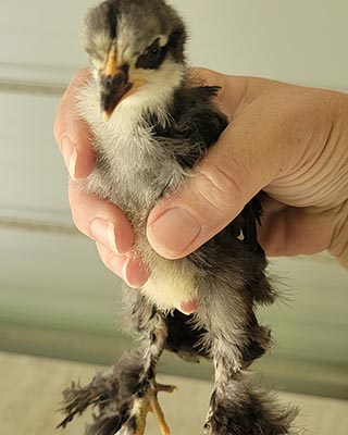 Hatching a Frizzled Chick