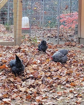 Three hens scratching in fall leaves