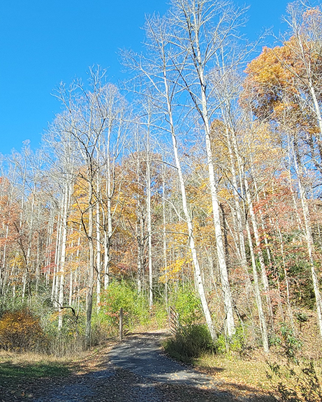 Driveway in middle of trees