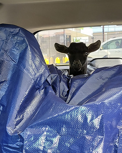Goat in Car