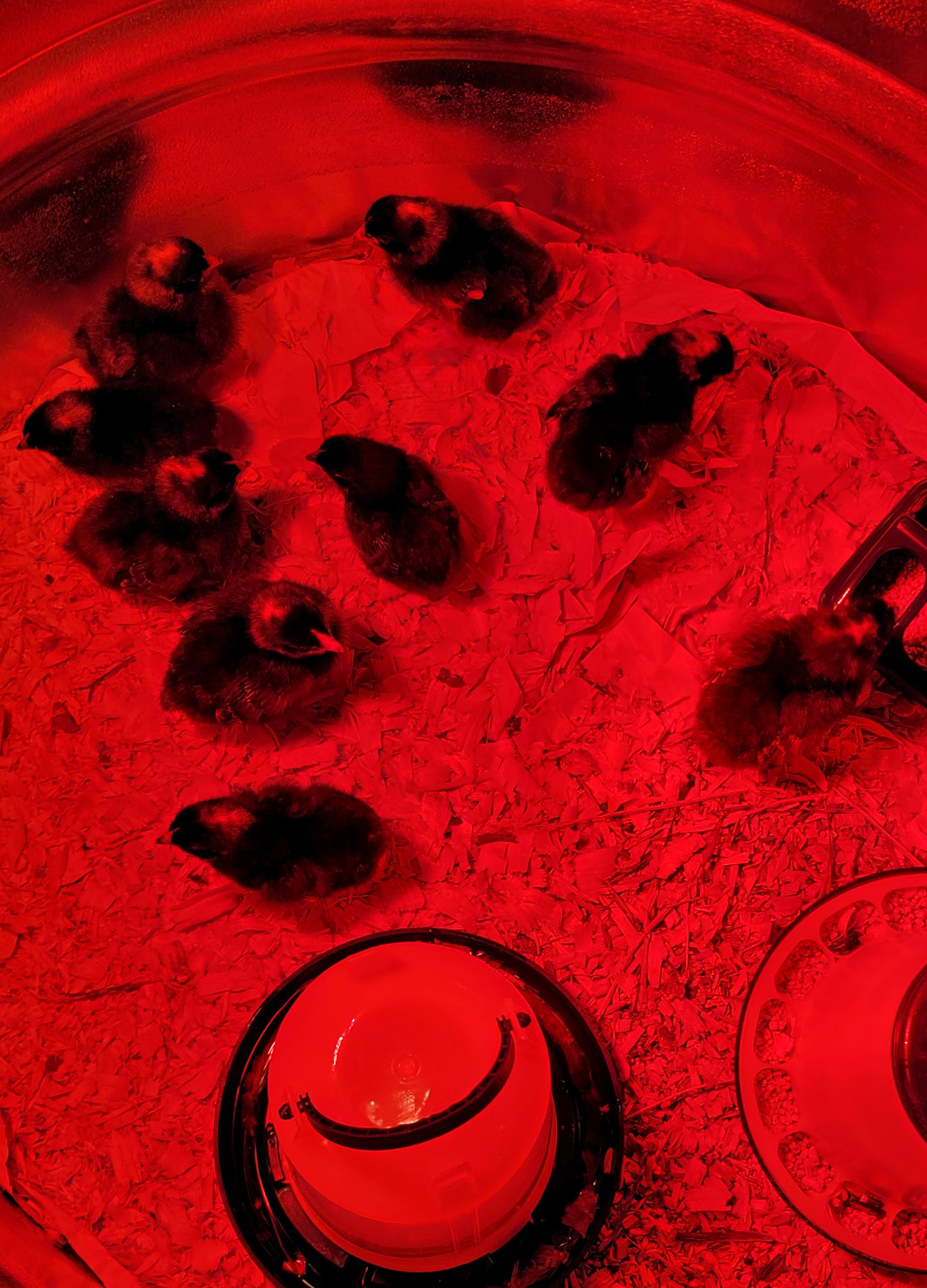 baby chicks under red light