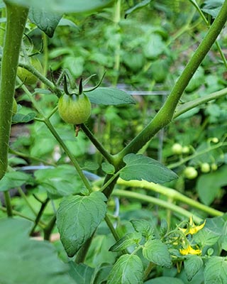 Grape Tomato Excess