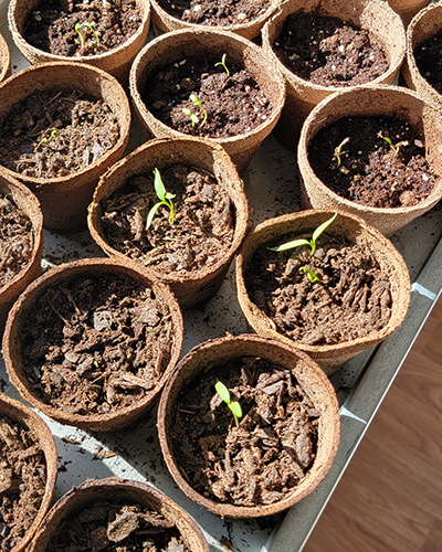 Sprouts in potting soil