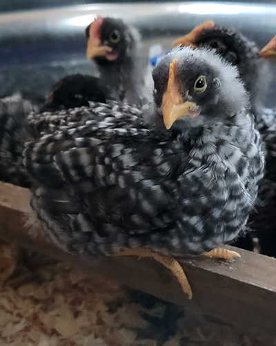 Possible Pullet