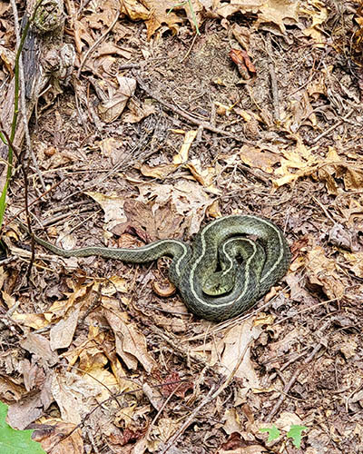 Green snake in leaves