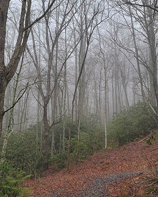 Foggy January morning