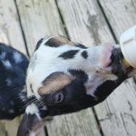 Ellie the Mini Nubian drinking a bottle