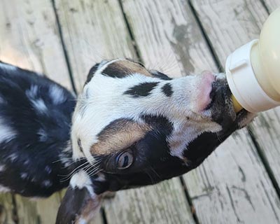 Ellie the Mini Nubian drinking a bottle