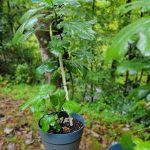 Fig Trees Branching out