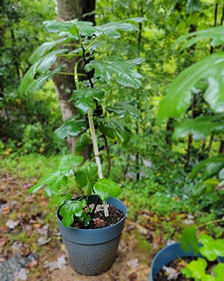 Fig Trees Branching out